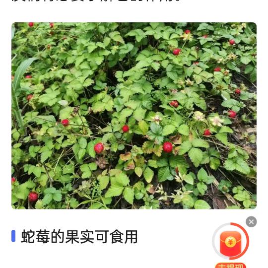 星空女神