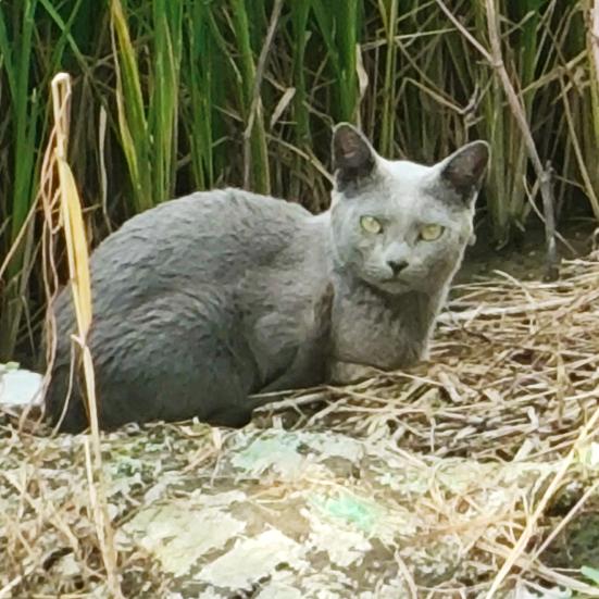 猫大王