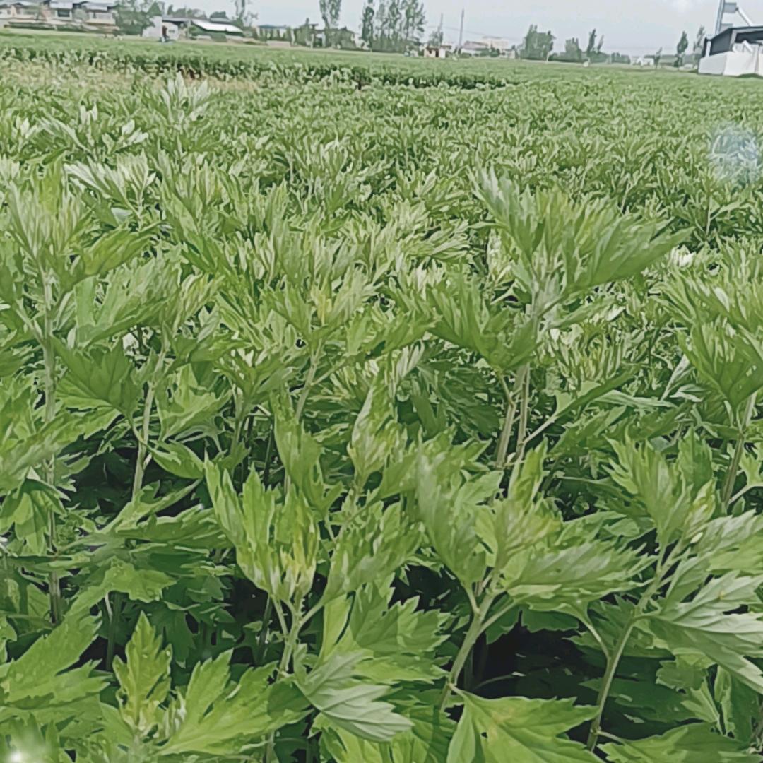小贾讲艾草