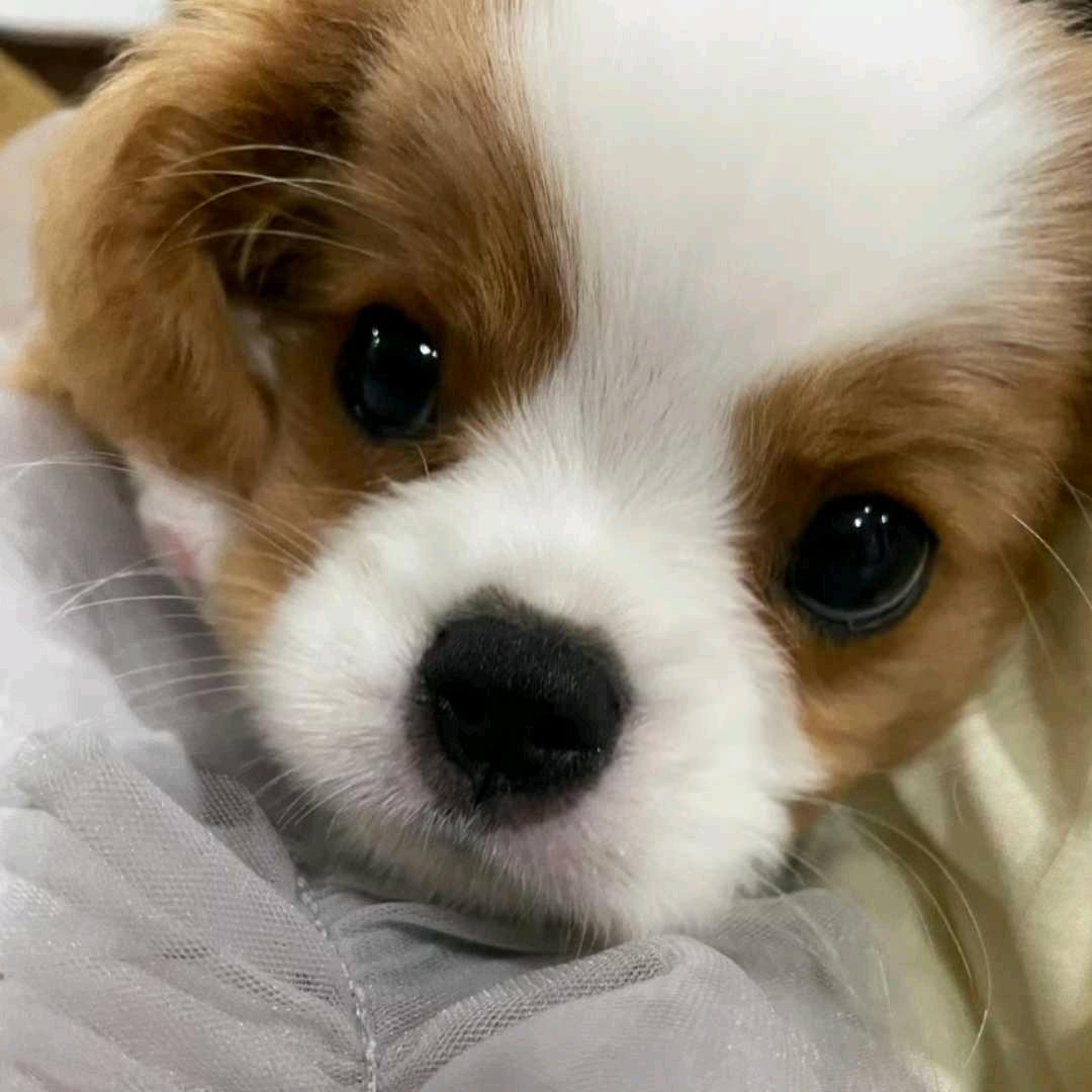 橙子橙子🍊