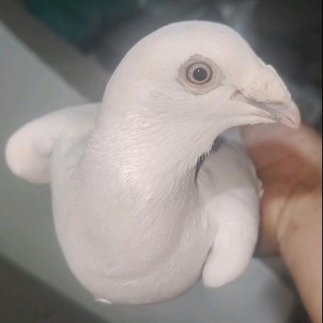 信鸽天使