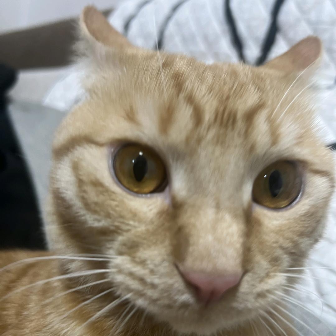 娜扎