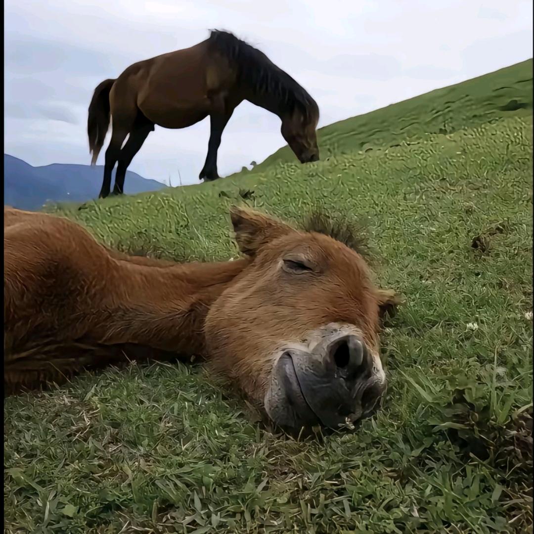 碳水大王
