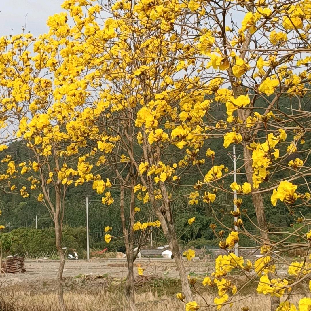 《幸福之家》