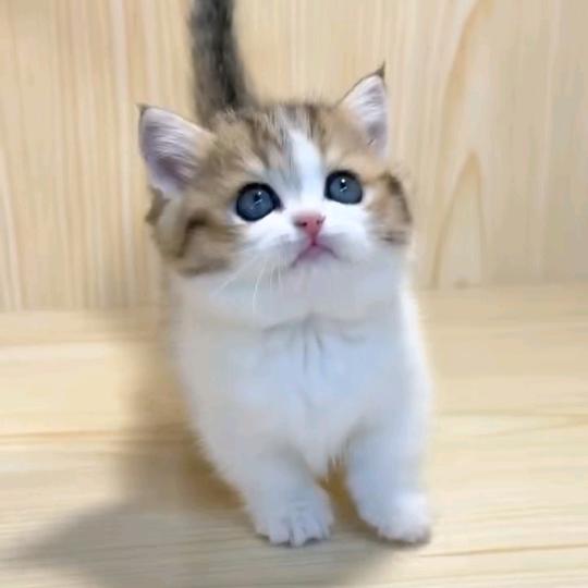 奕奕