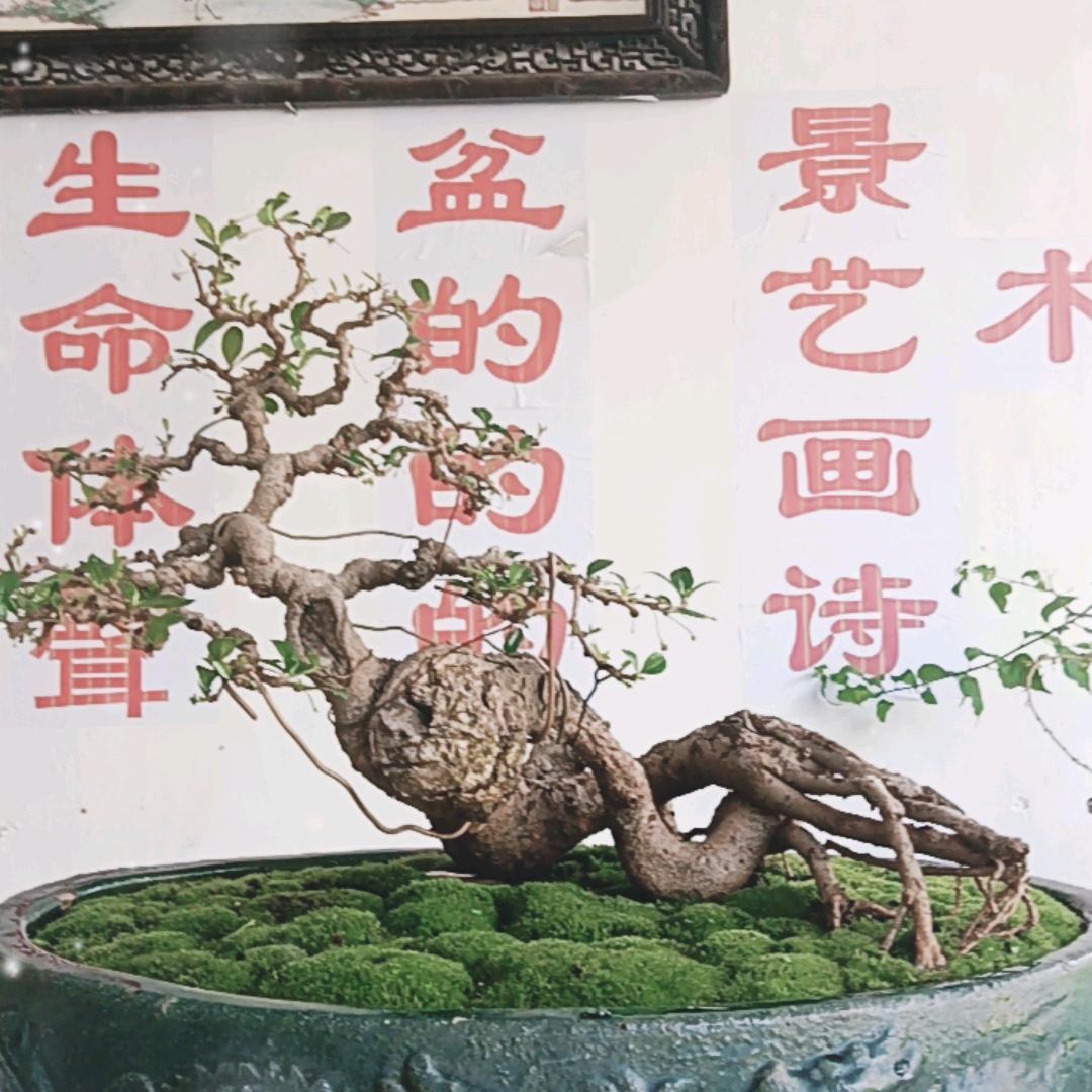 永生盆景