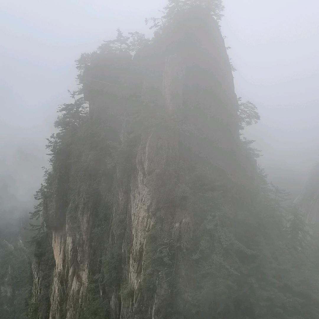 维一