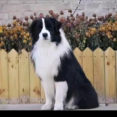 博林犬舍🥇边境牧羊犬🥇