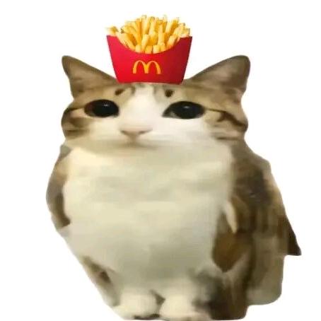 so喵（咪咪咪