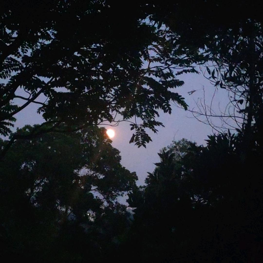 i呆桃i（唯 所有cp滚远点）