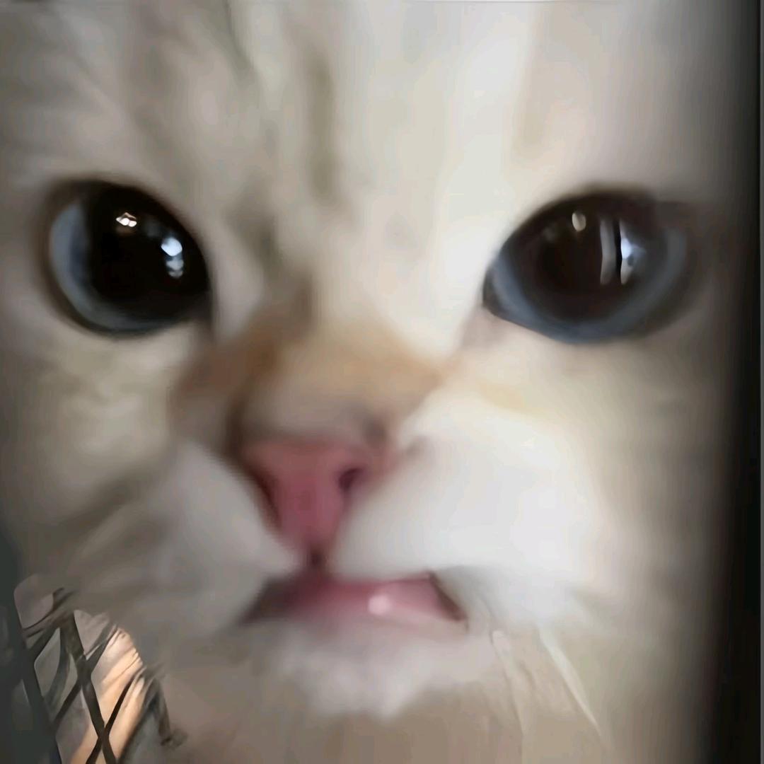 茜茜xixi