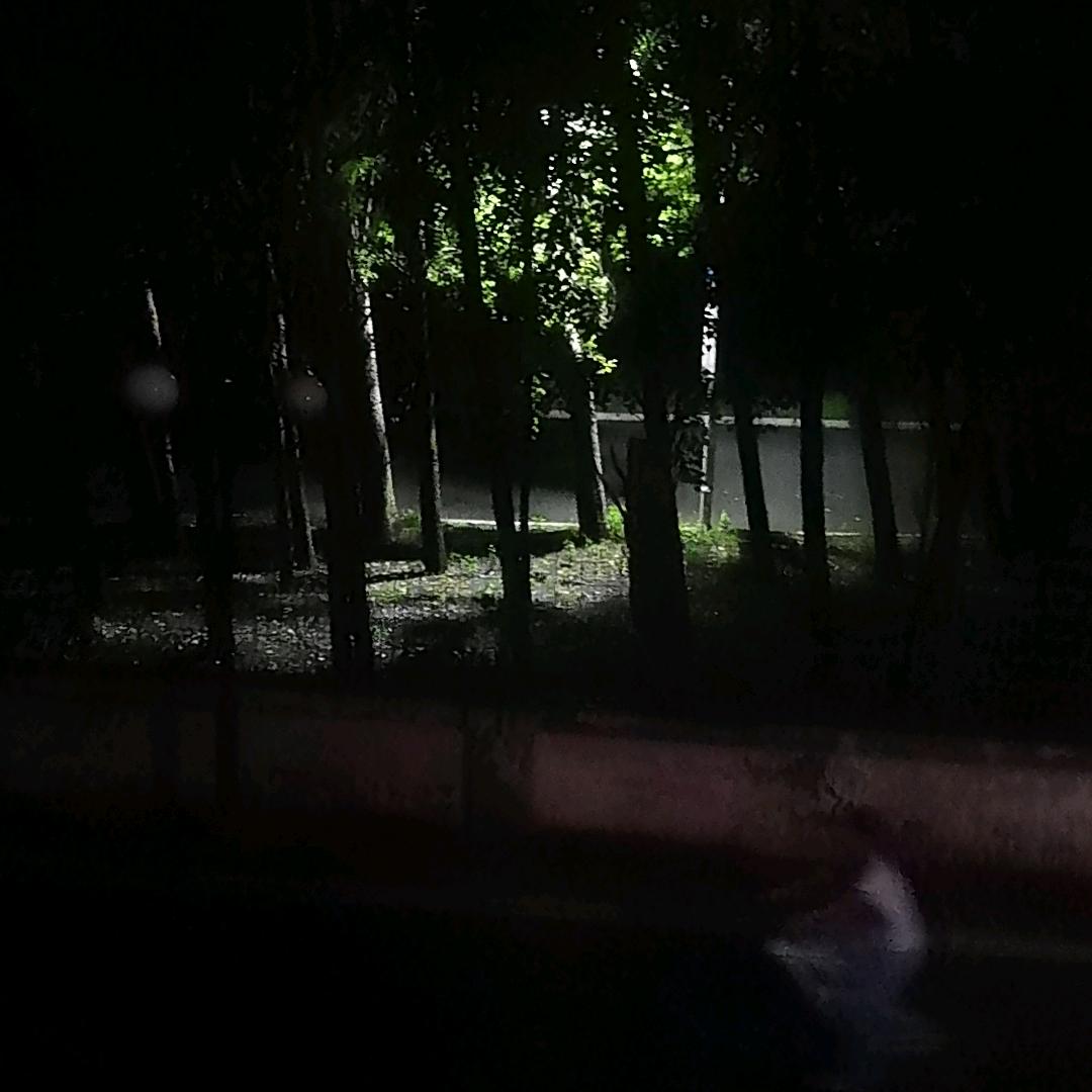 飞鱼