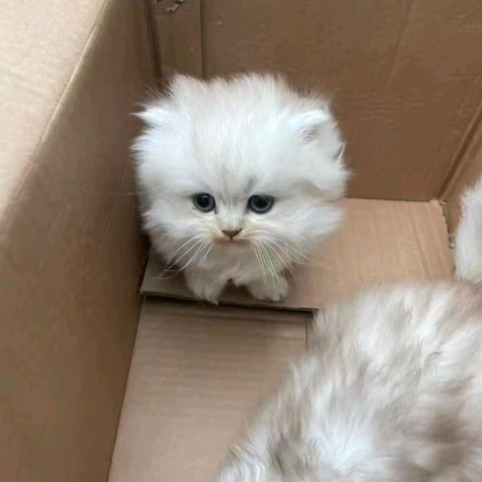 贴膜的丹