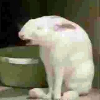 🔥火热的兔子🔥