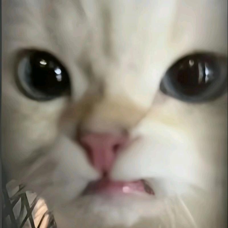 六毛一