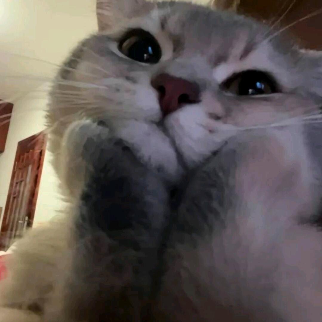 火爆小猫