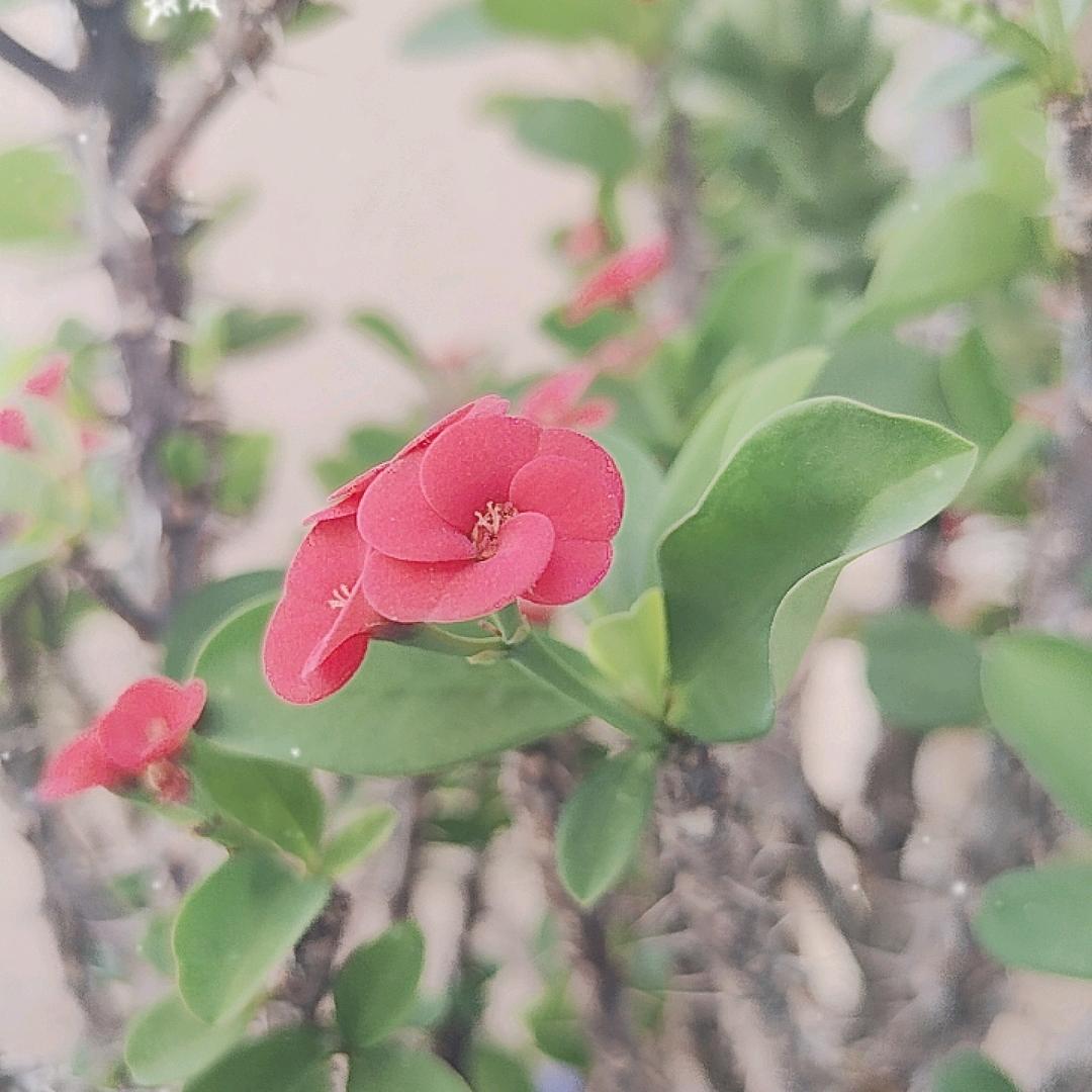 东儿