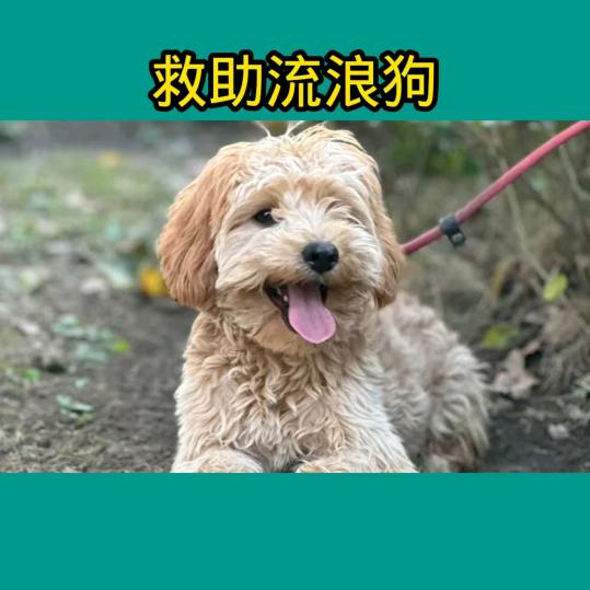 萌宠快乐园