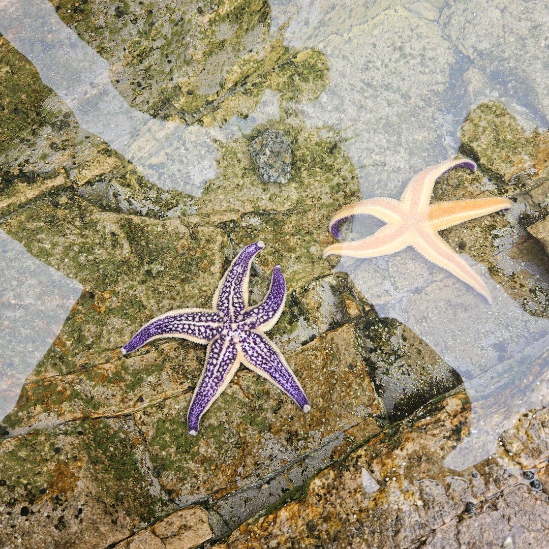燕子