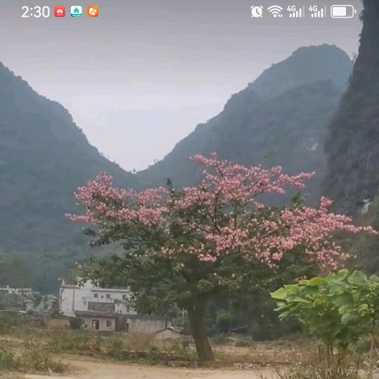 四季平安。