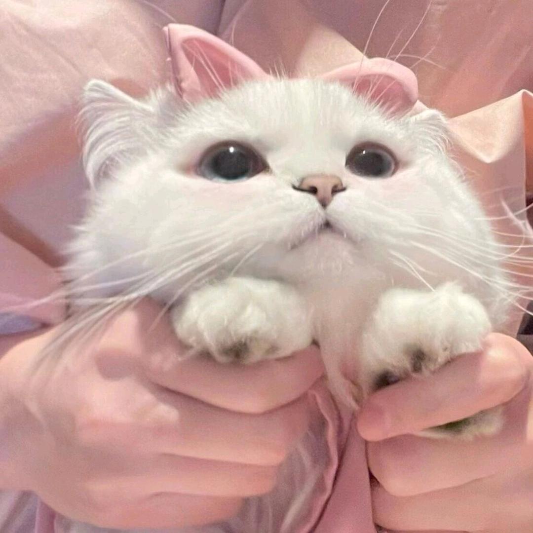 康晓喵【东北名猫】