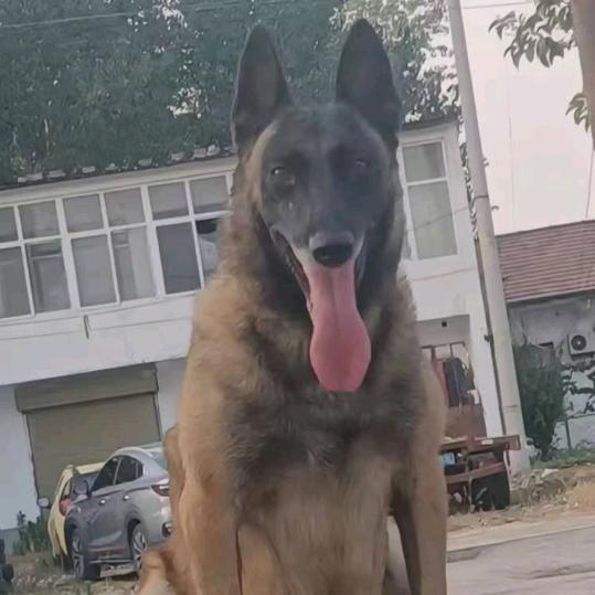 诚信第一位犬舍