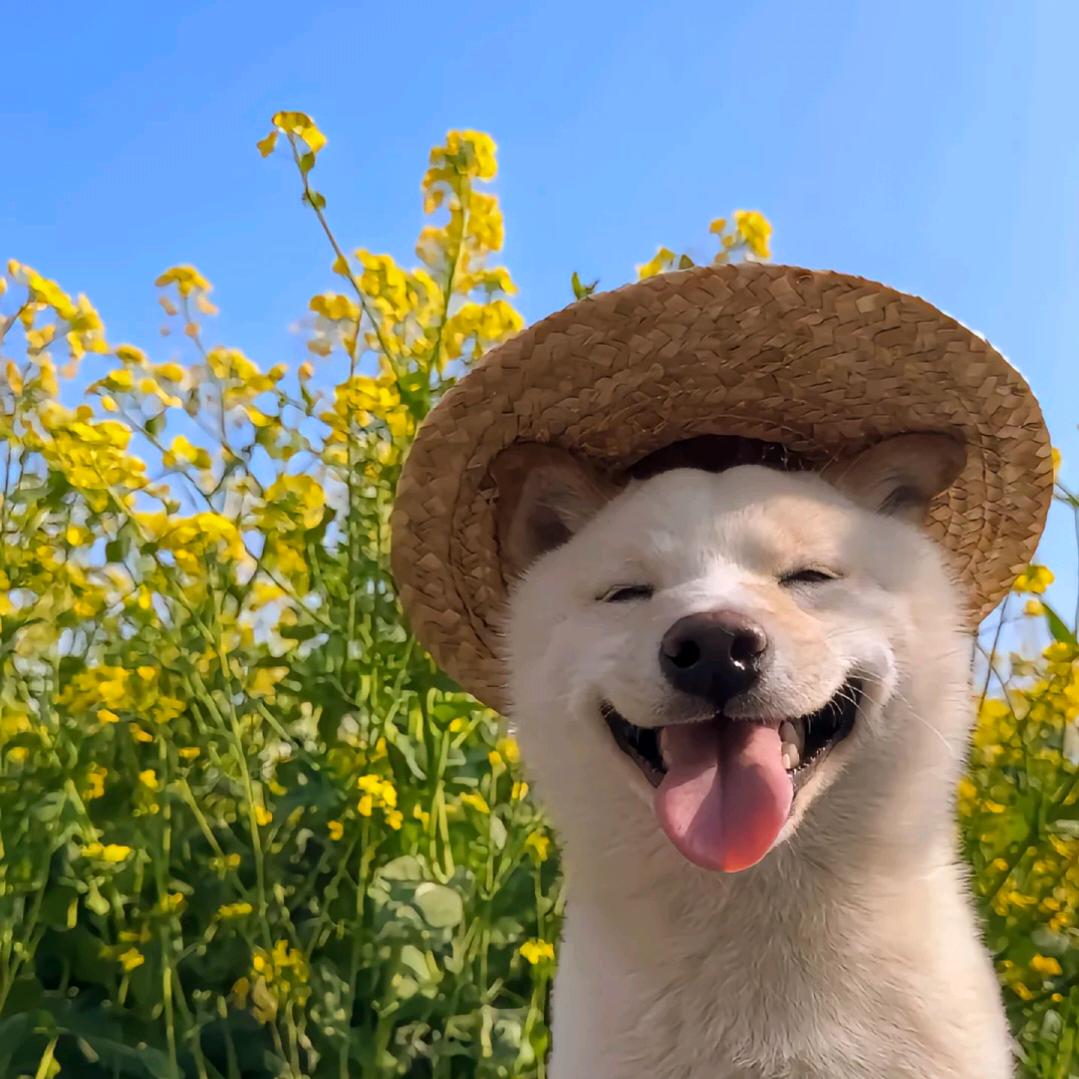 咸蛋黄