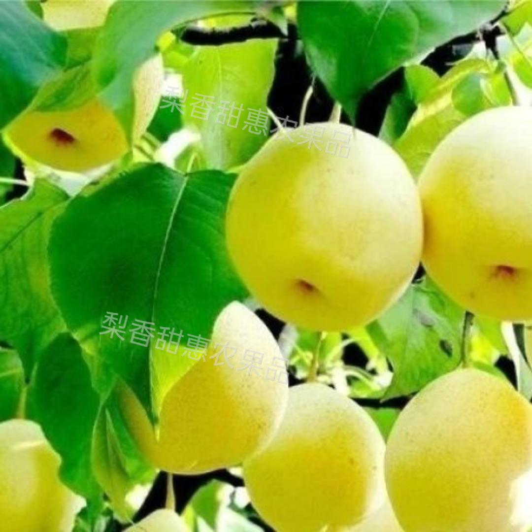 魏州梨园—梨香甜