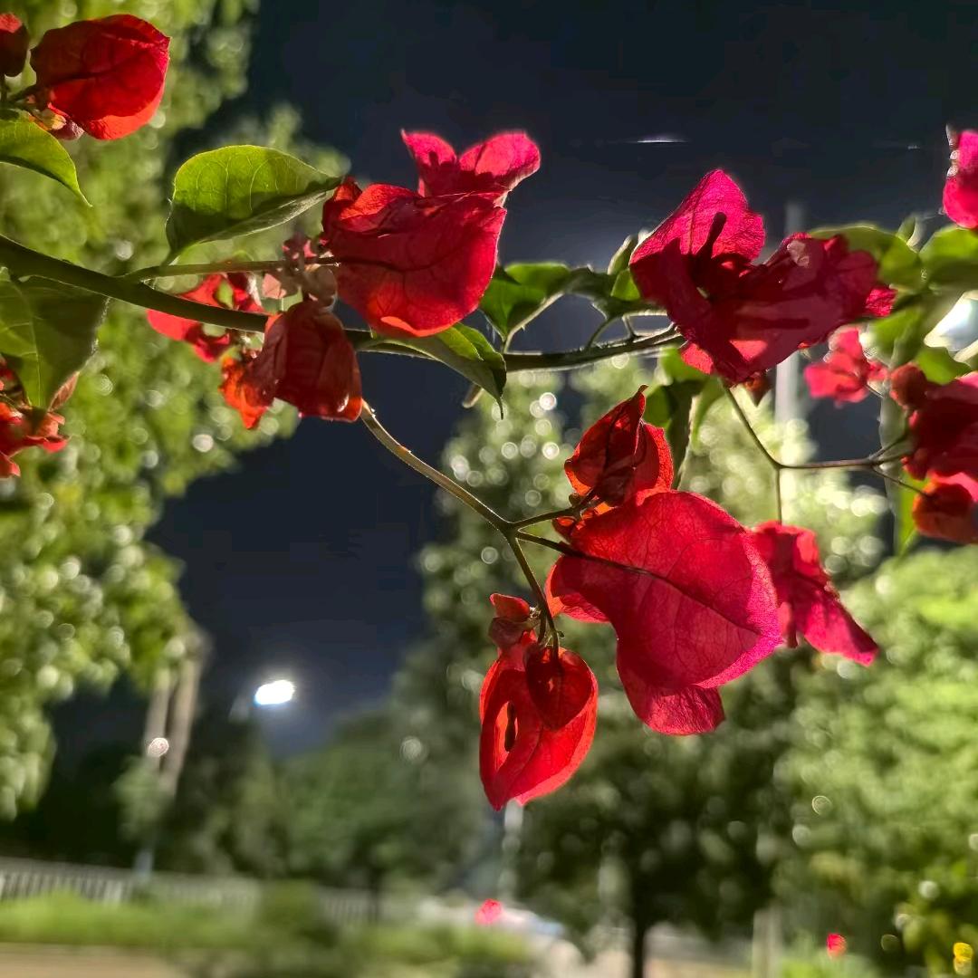 🌸🌸🌸🌸花🌸🌸