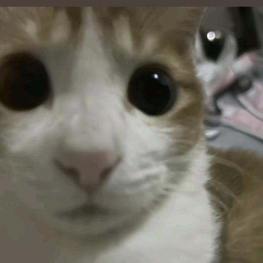 一拳打飞你的齐刘海