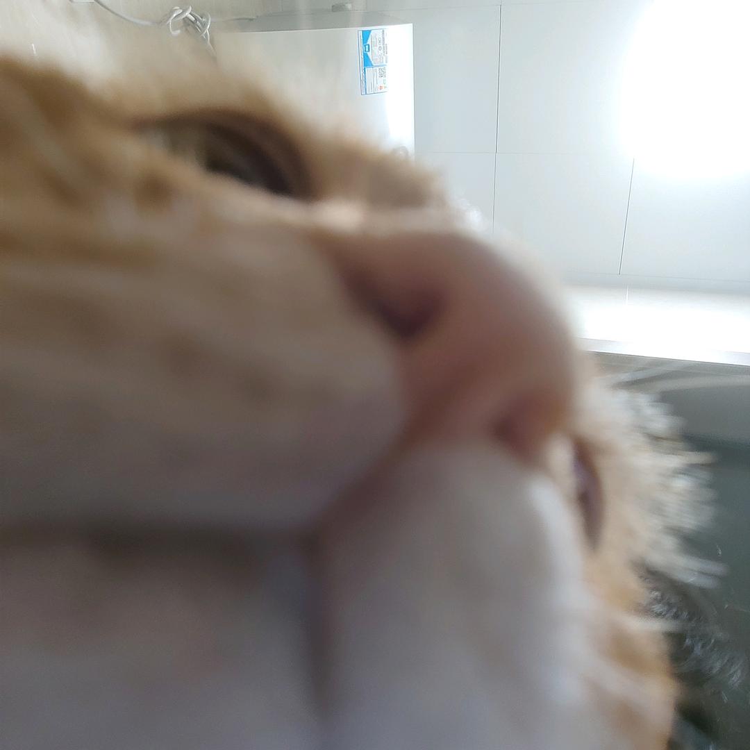 小爪
