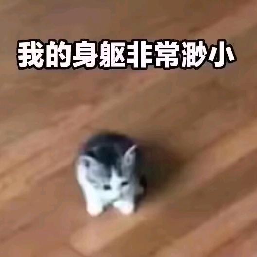 发芽的哄