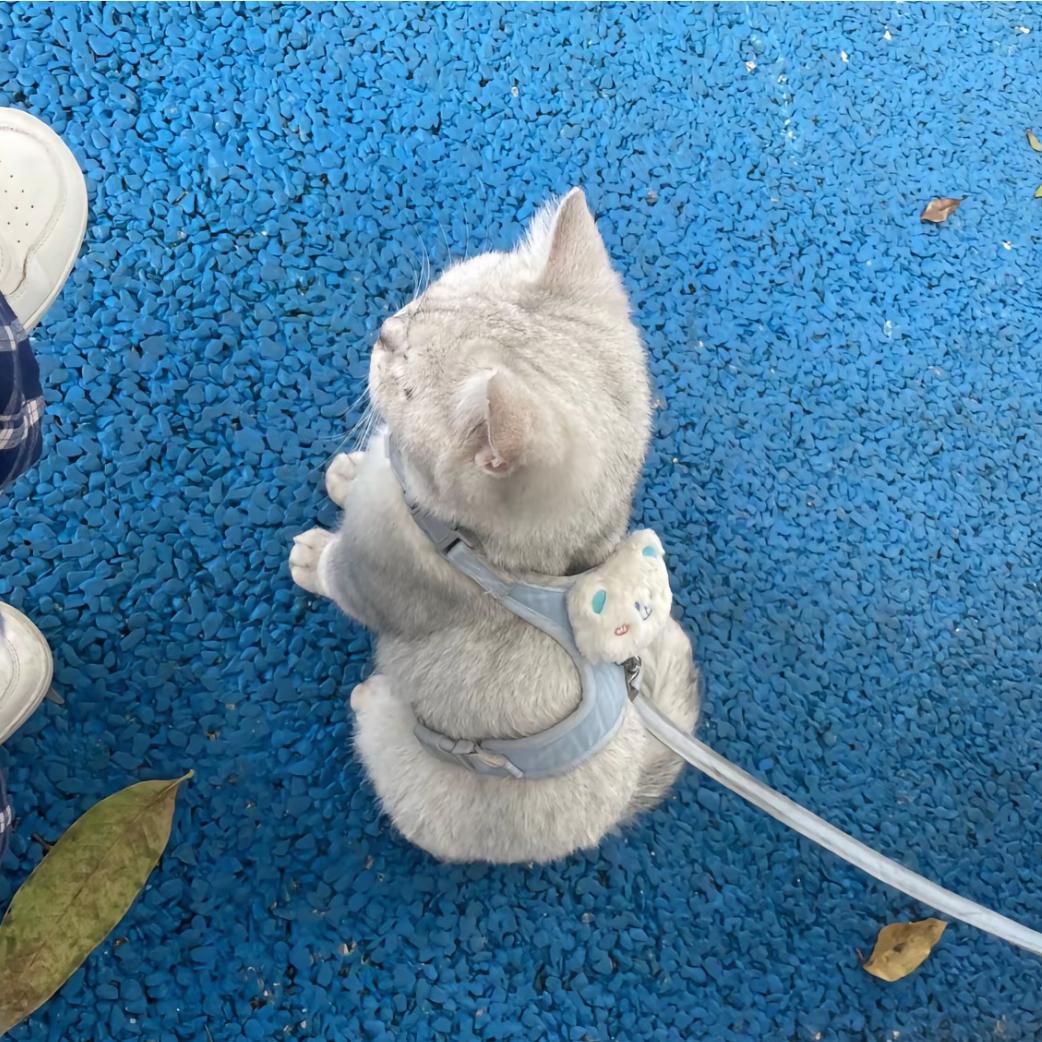 爱喝茉莉花茶.