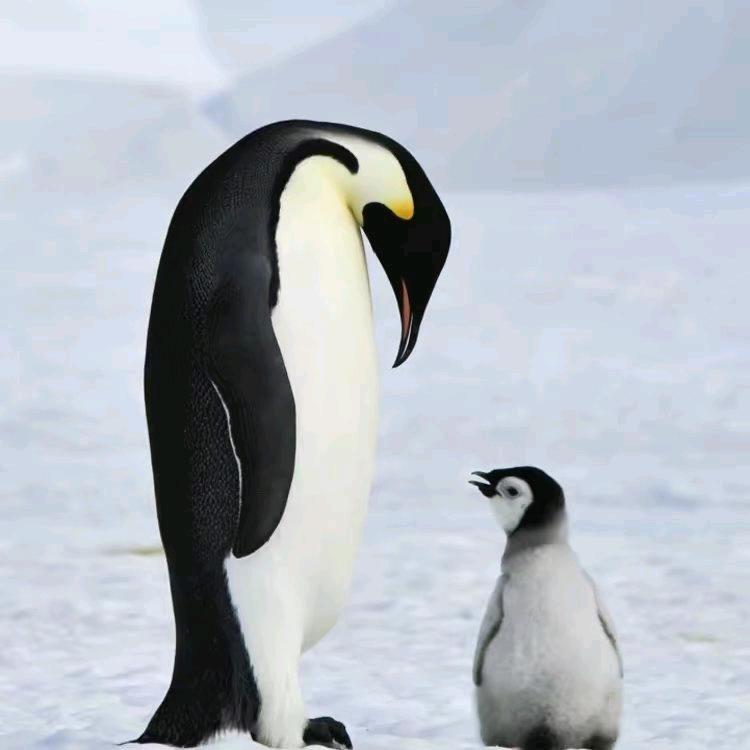 用户1637698202992风筝