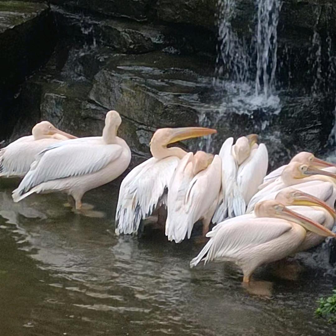 蓉