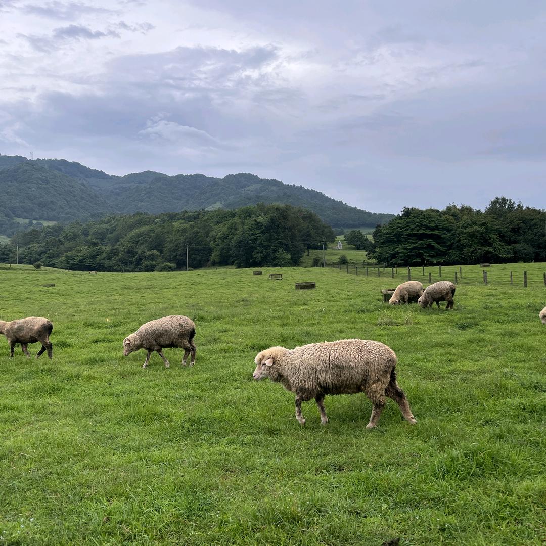 山咖王子(移动咖啡)