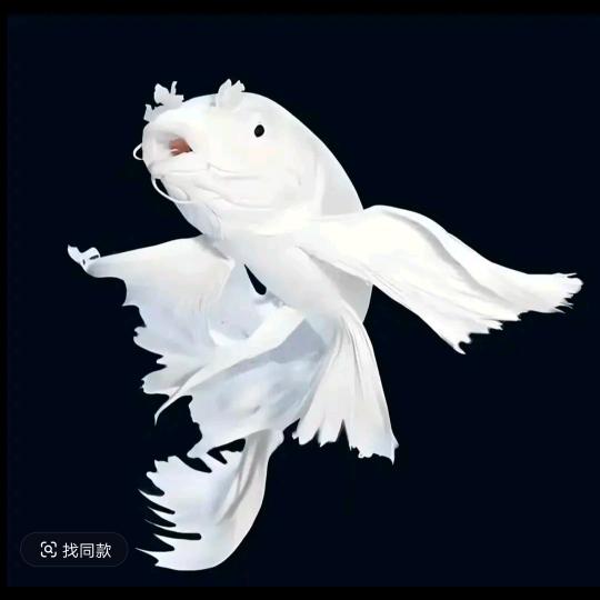 鱼满堂蝴蝶鲤