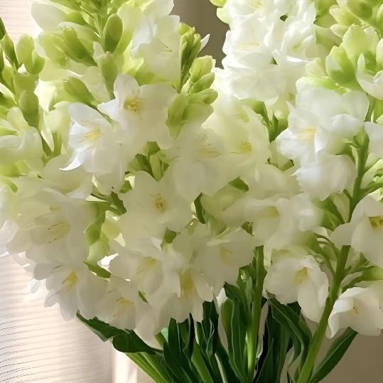琳琳花卉基地