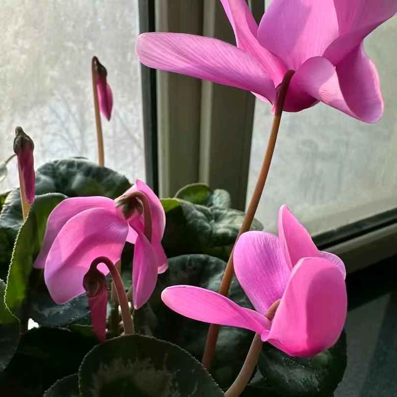 此恨不关风与月