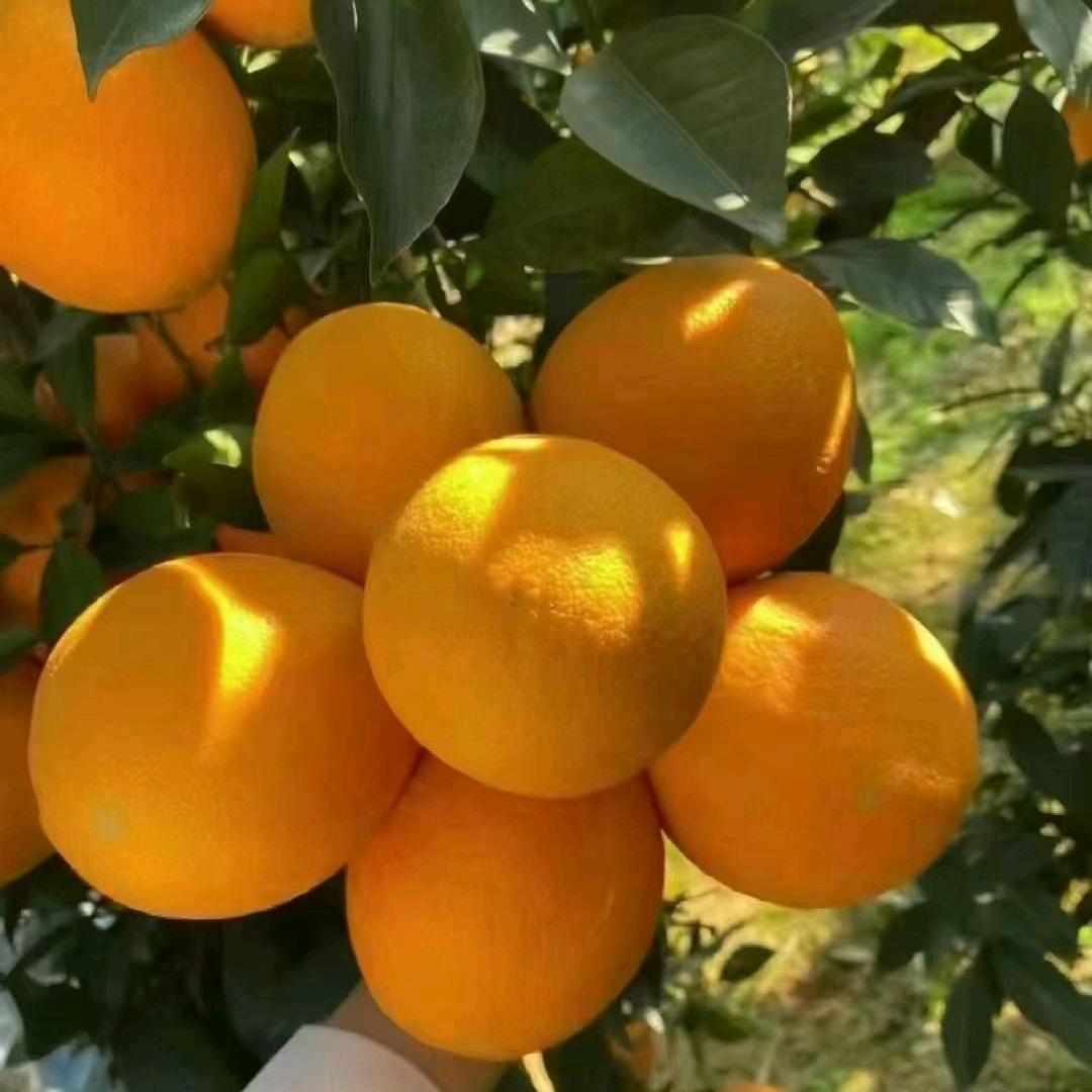赣南脐橙🍊（小刘耶）
