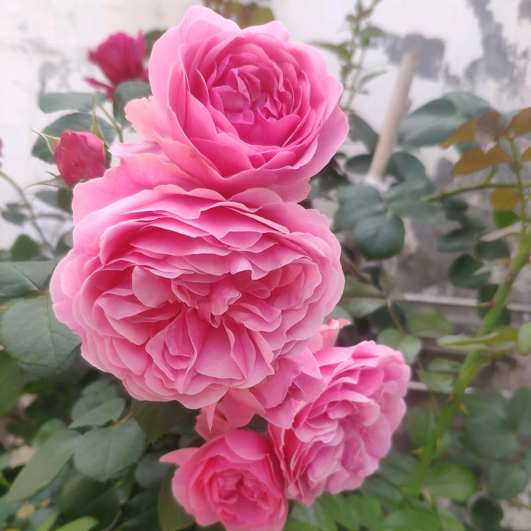 小小鸟