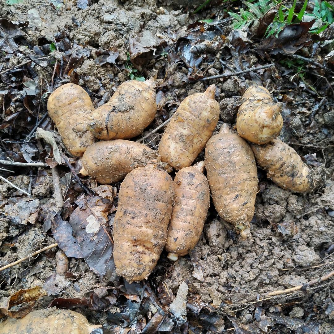 秦巴乡味特产店