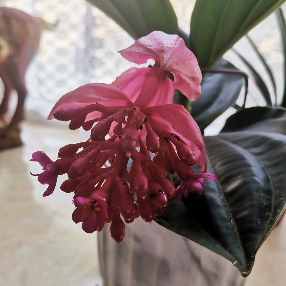 小丹丹（直播号@歆彤悦读8点25）