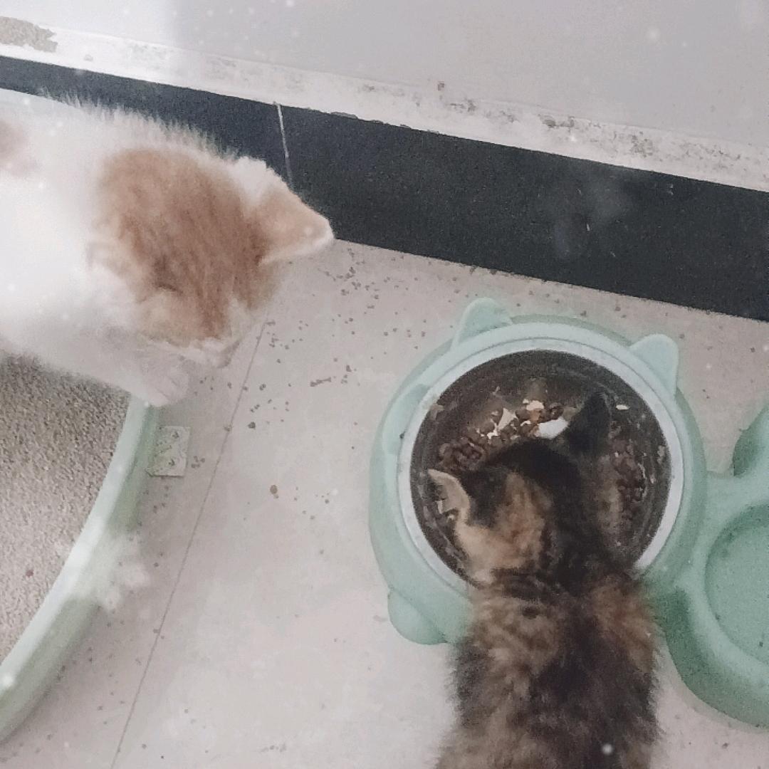 多多的乖乖猫🐱