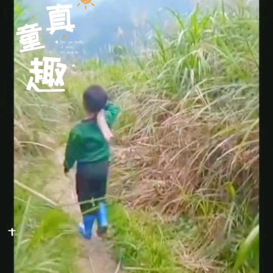 太阳花