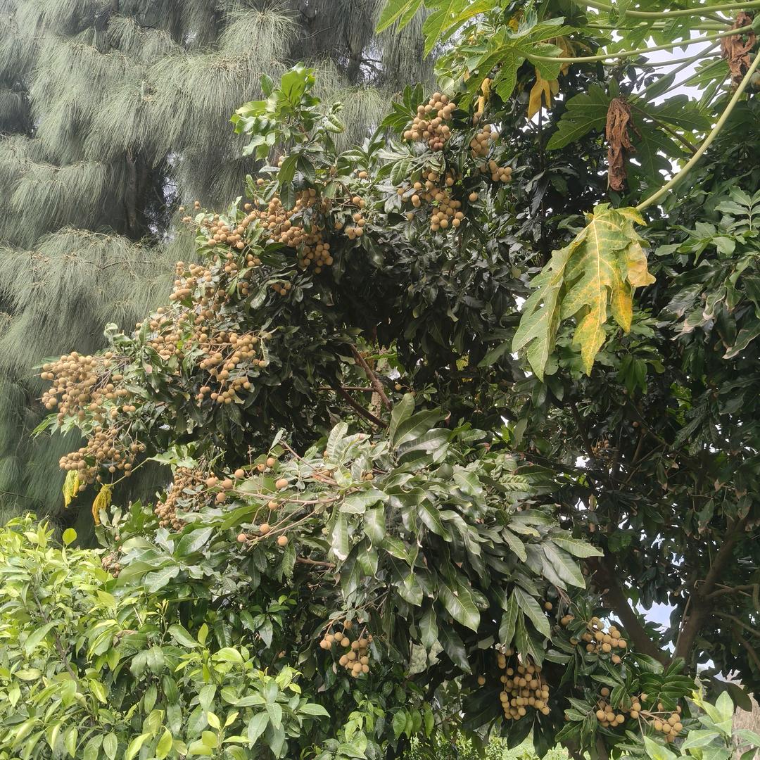 风凉皮鞋