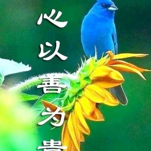 心以善为贵