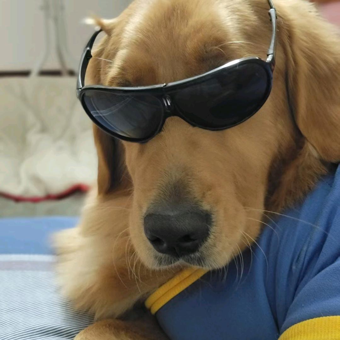 一米六是只大金毛