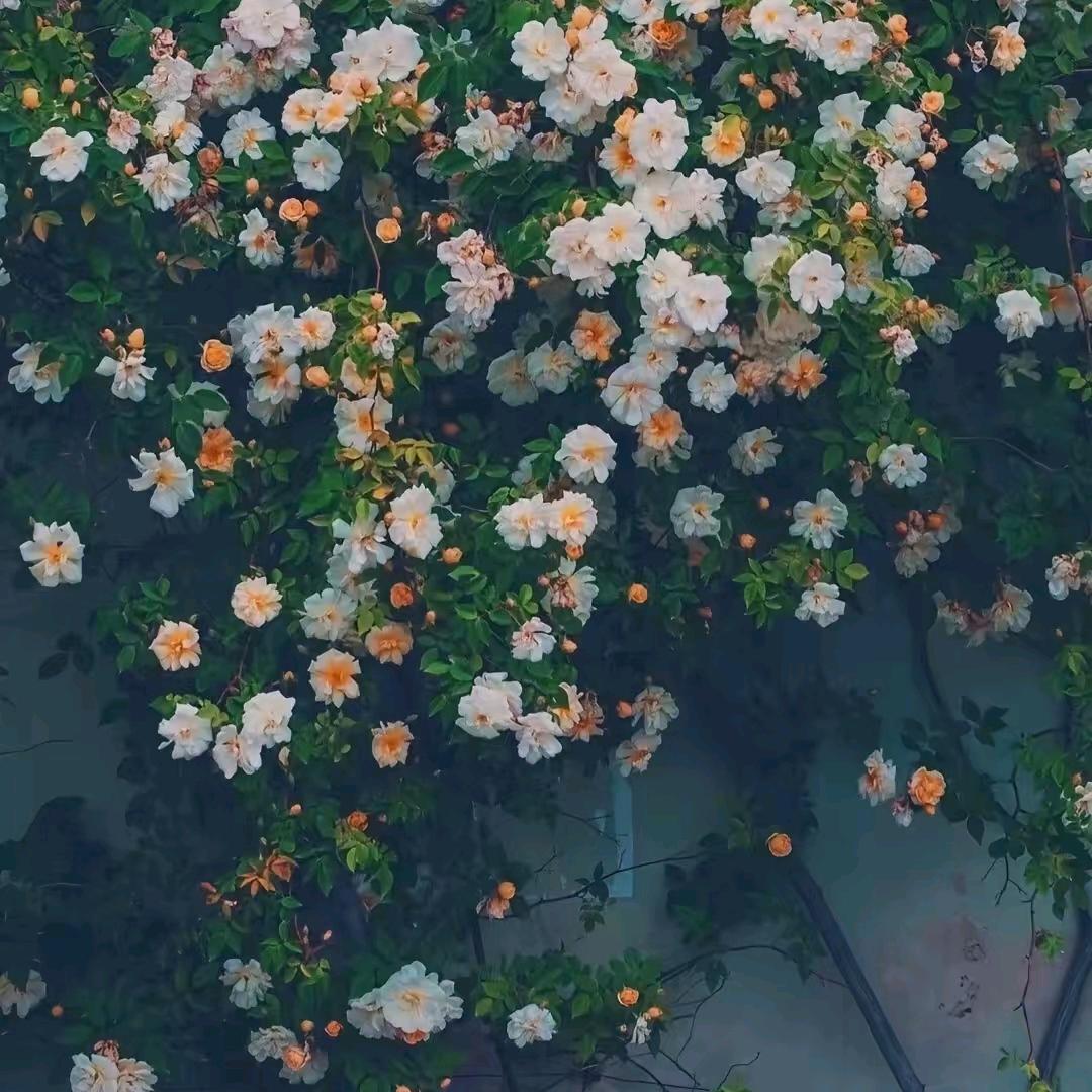 怡然之家园艺
