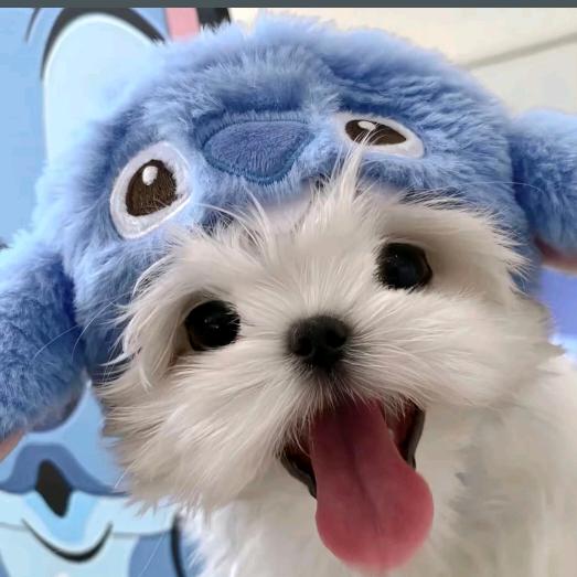 史迪奇💫